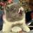 exoticats's profile image