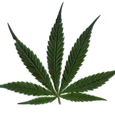 rastafari