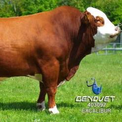 KayseriSimental's profile picture. 