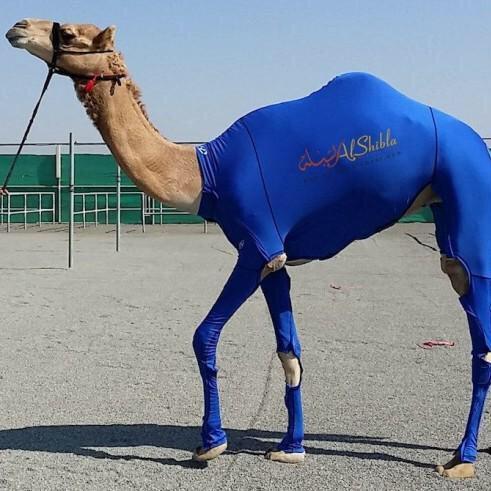 Full time racing camel, part time Twitter savage.