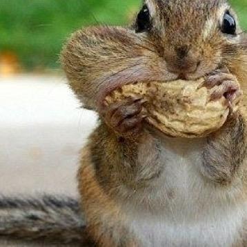Just an account for people who love peanutbutter and jelly