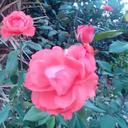 luz edith mejia - @bellicen7 - Twitter