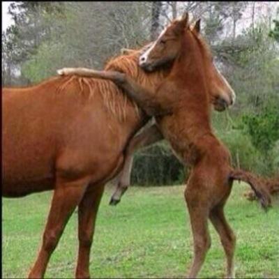 خيال الخيل يرحب بكم