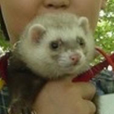the long lost ferret of park chanyeol just your average ferret!!

named Franklin by @teenagejunmyeon