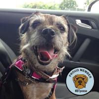 Hetty Bear and Watson (@hetty_bear) 's Twitter Profile