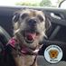 Hetty Bear and Watson (@hetty_bear) Twitter profile photo Hetty Bear and Watson (@hetty_bear) Twitter profile photo