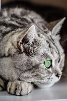 49. BCN. CAT.