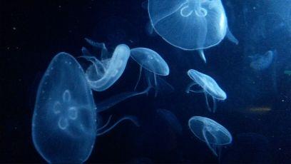 alvablanc's profile picture. Midwife, RN, PhD, Universidad de Extremadura. Secretaría de @FAMEmatronas Evidence-Based Practise. Nursery/Midwifery Leadership. Breastfeeding research