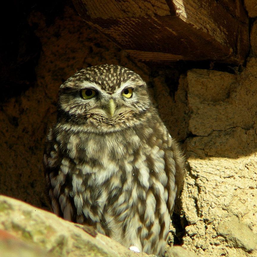 Vallisoletano, amante de los espacios abiertos, las aves y la literatura.