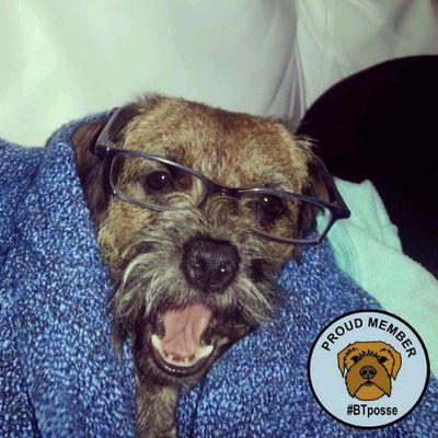 West Sussex Border Terrier. Love tennis balls, kong toys and antlers. Hate pheasants.