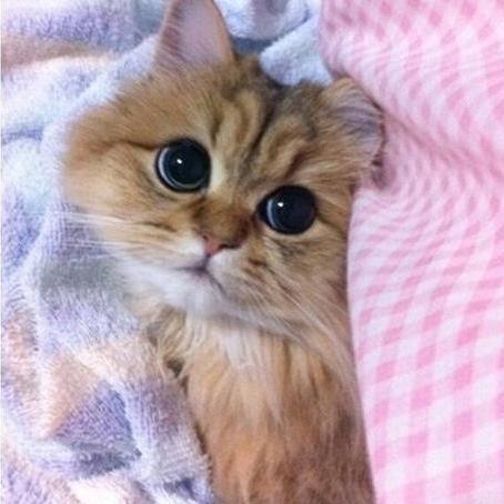 Moonlight Painterson