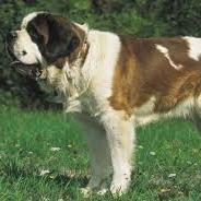 sofivenusyayi's profile picture. 