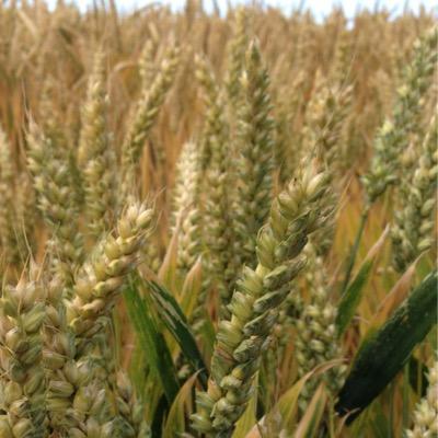 EchtZeeuws's profile picture. Echt Zeeuws-Vlaanderen biedt inspiratie en gemak voor een onvergetelijke vakantie in het mooie landje van Cadzand. Beleving van het ECHTE Zeeuws-Vlaanderen.