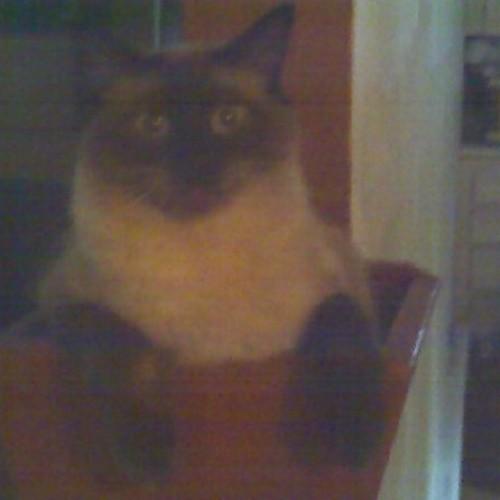 dataphilia's profile picture. I do science and play lots of games