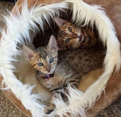 We are cheeky little Bengals, always up to mischief. Our humans sometimes catch us up to no good and take pictures of us. All Our Photos Are Copyright
