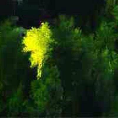 toreadIvan's profile picture. 