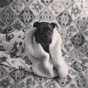 Alice Canale - @CanaleAlice - Twitter