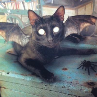 shull_thomas's profile picture. 