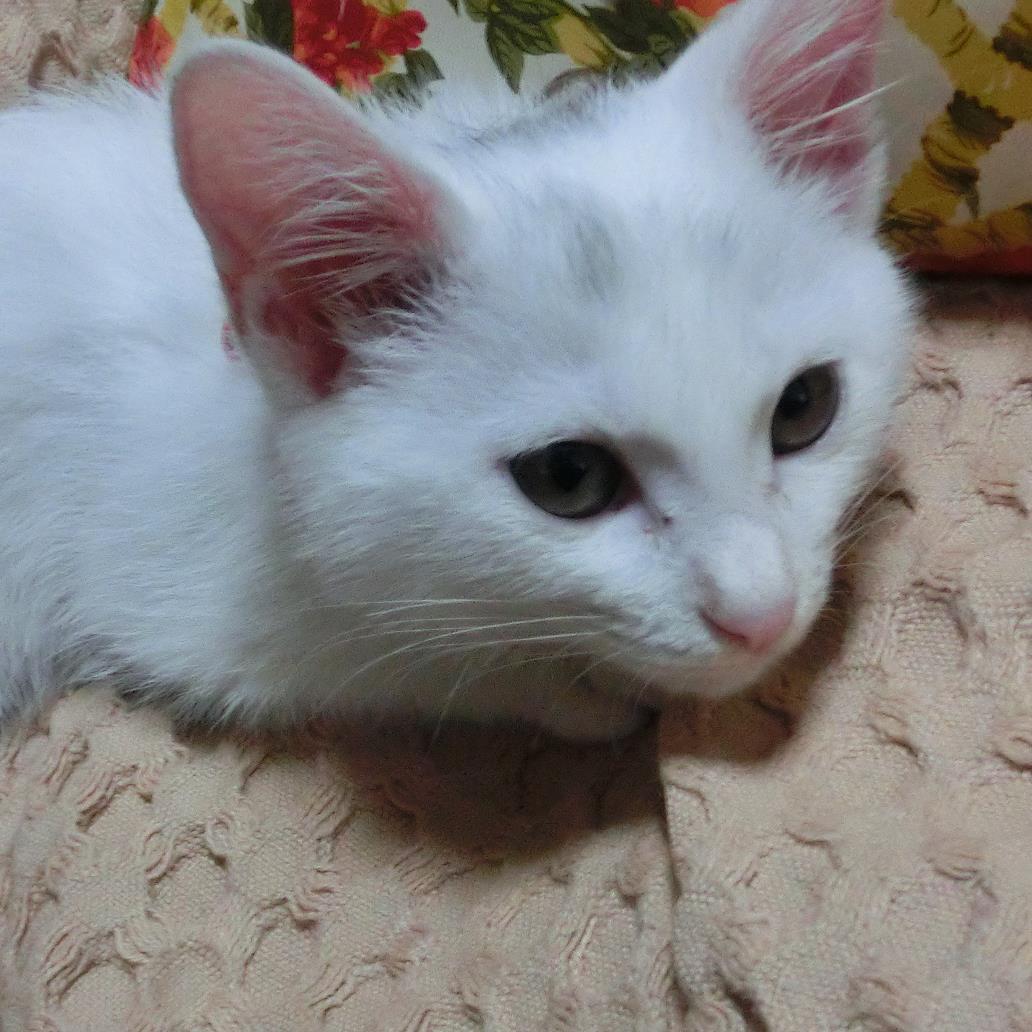 mae_usd's profile picture. チャート見るの大好き。