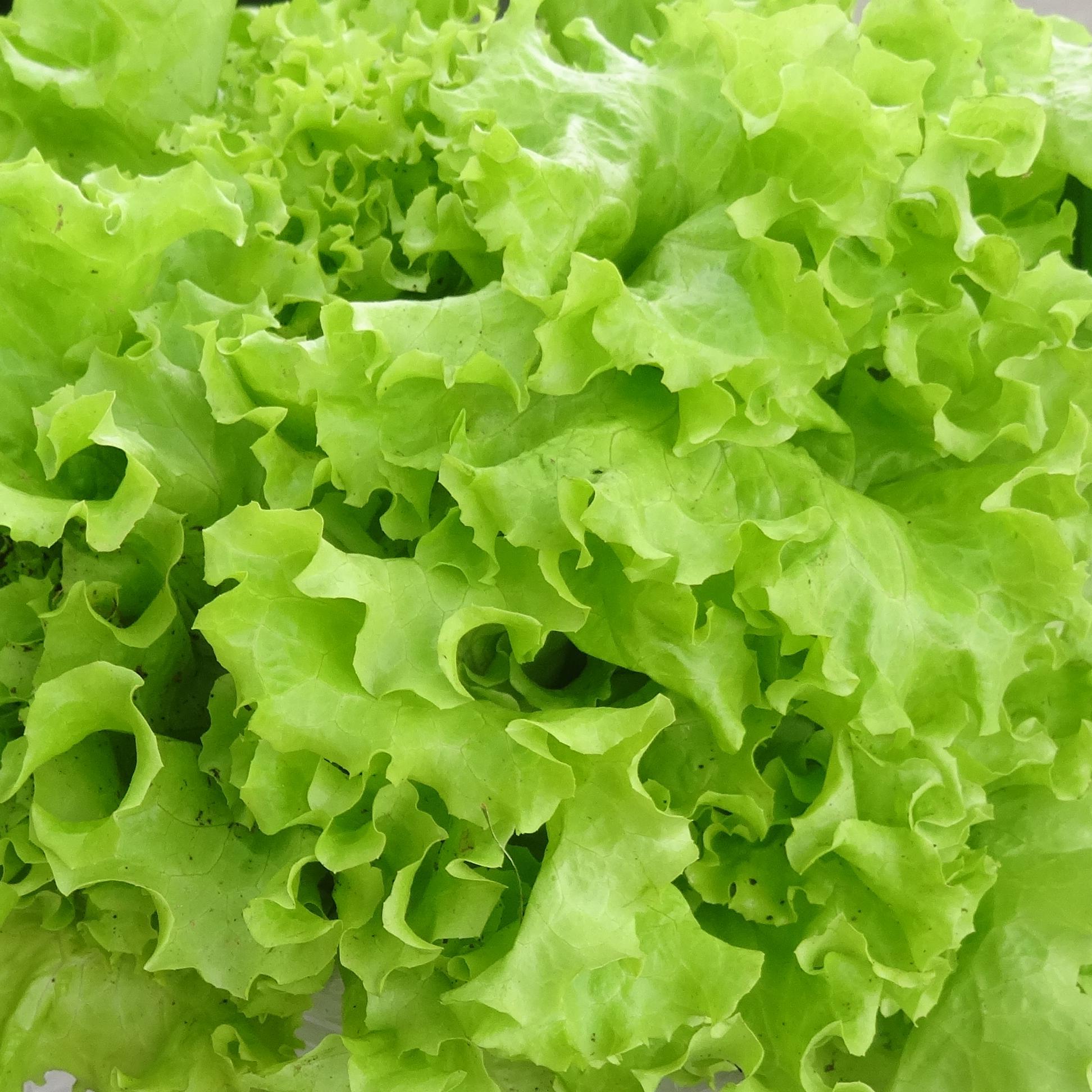 Mike_K_Warren's profile picture. Vice-President Earth Alive Clean Technologies, natural and organic farming, biofertilizers, outdoor enthusiast. Tweets are my own and not the opinion of EA.