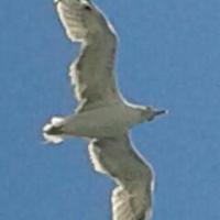 Osman Baloğlu (@balosmanoglu) Twitter profile photo