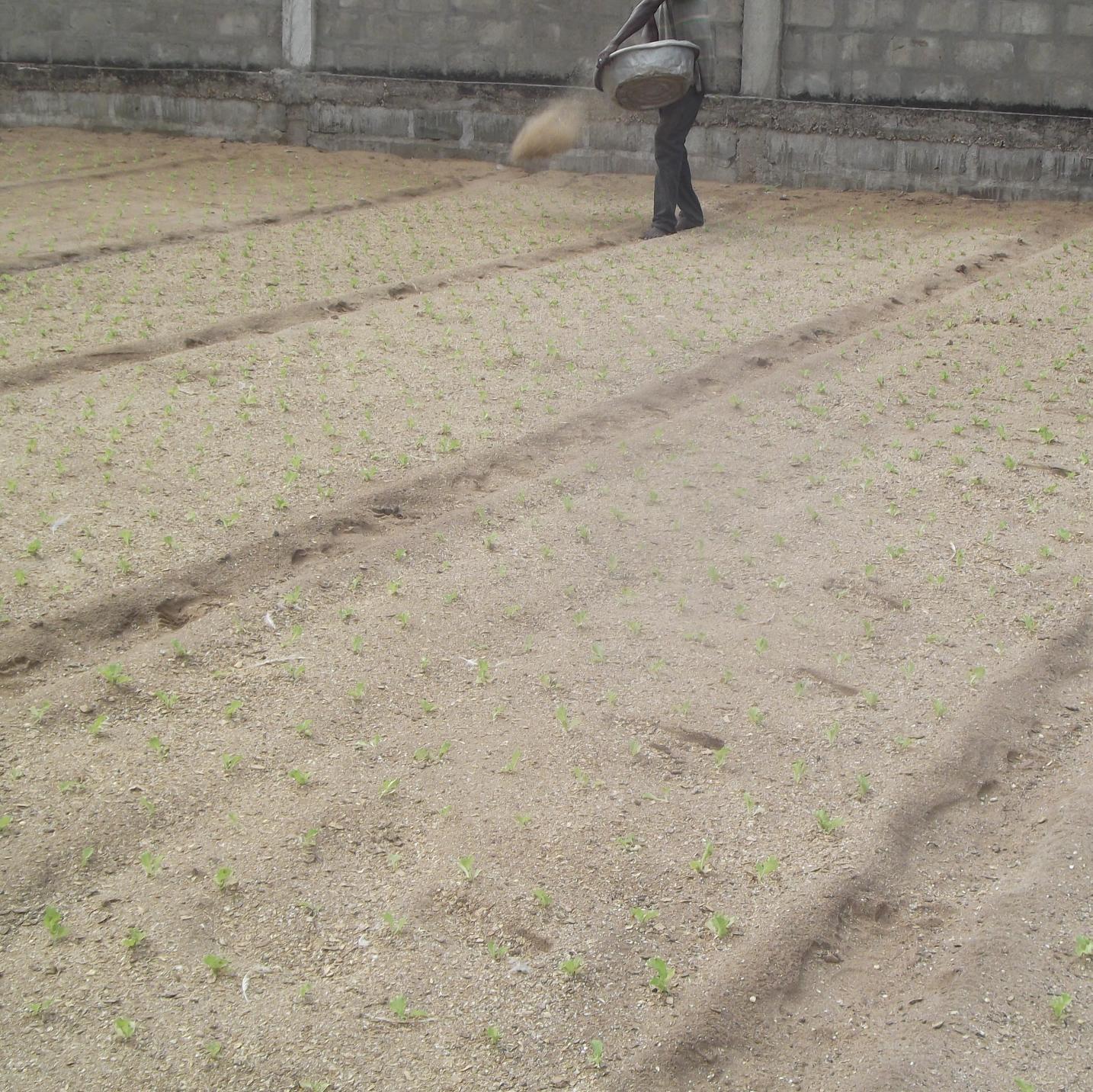 Agric- food technologist , I Tweed about #Agiculture, #food security #environment #innovation #Tech