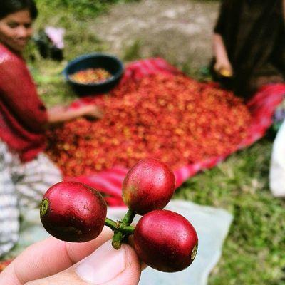 Owner: Juan Carlos Moll, Altitude: 1220-1600 masl.  
Grade:    Coban (SHB)
We produce exceptional origin coffee with five generation of tradition since 1913
