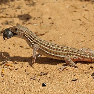 marmoelak's profile picture. Geopolitiek | Politiek | Geschiedenis | Secret | Hipocracy | Recht | Mensenrechten | Nieuwsgierig | Vader | Twee Kinderen