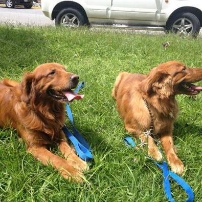 dordir10's profile picture. 