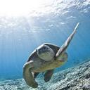 paul styles - @pstylesturtle - Twitter