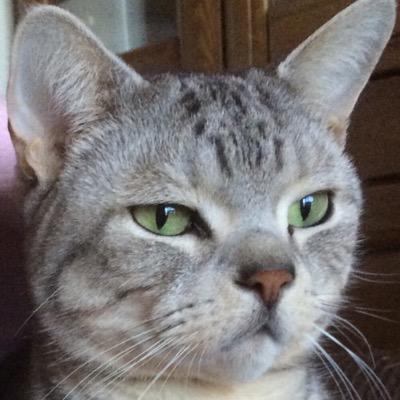 FXで夢みる会社員です。どる円ばっかりやってます。パニック時の全部投げが必殺技です。