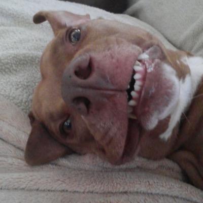 butchercubano Profile Picture