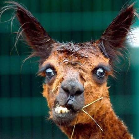 I'm a llama. I'm hilarious