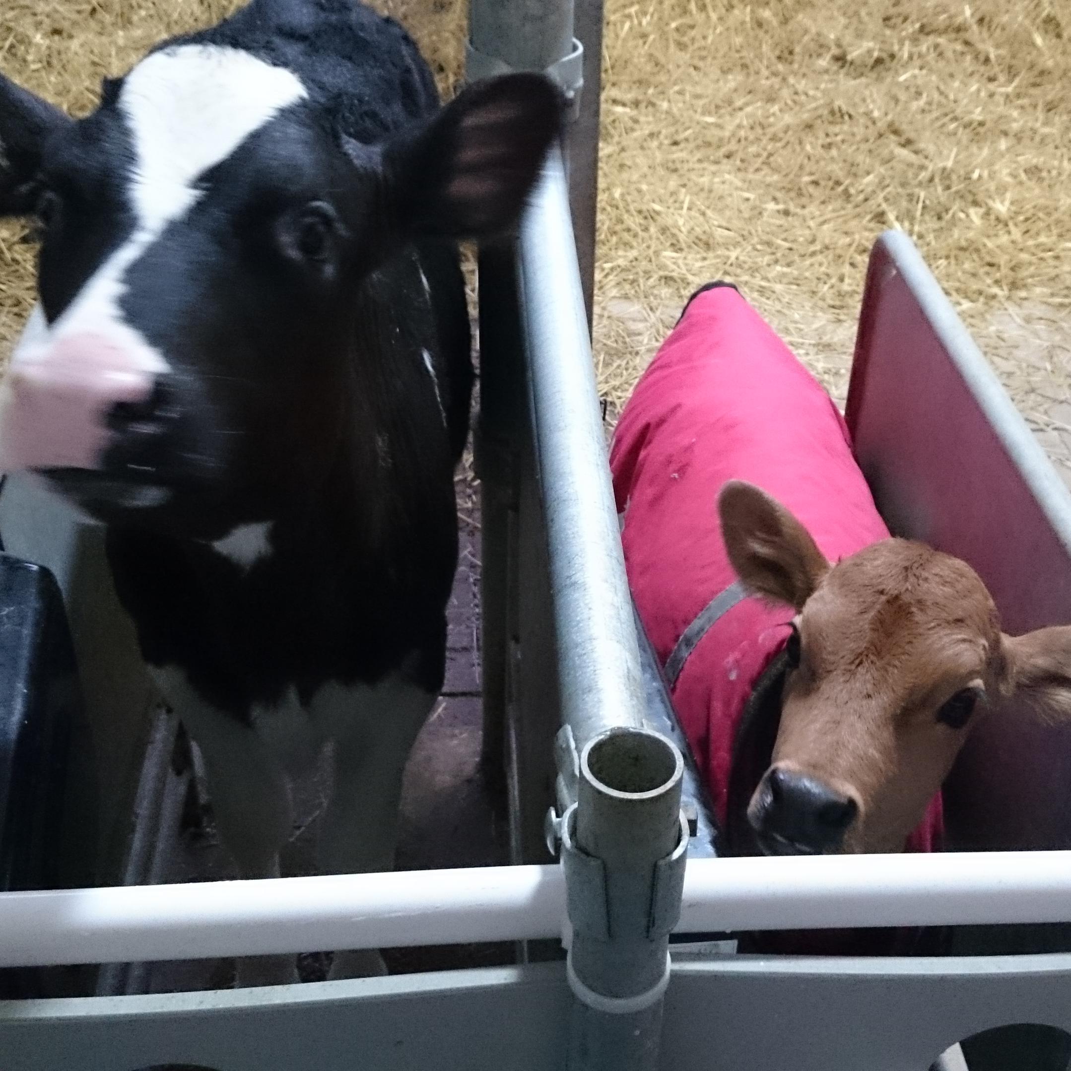 A purebred Holstein herd with a few Jerseys in Oxford County Ontario. Milking cows in a robotic facility with an MR- S1 Boumatic Robot.