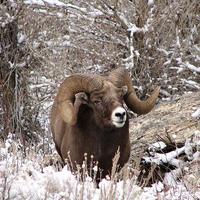 Wild Sheep Hunters (@wildsheephunter) 's Twitter Profile