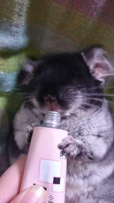 まったりツイッター  基本コミュ力なし。漆黒の生き物を愛する者。チンチラlove