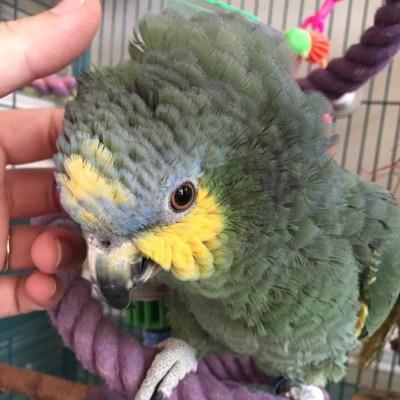 My Bird Store simply has more of everything. A huge selection!! We have the largest inventory on the Internet with over 1800 avian products to choose from.