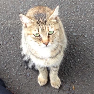 どちらかといえば猫派。