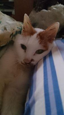 miharu628's profile picture. 猫が大好き、唯一の趣味はゴルフ。最近になって、ご主人様もゴルフを始めたので一緒にラウンドする日が待ち遠しい(^ω^)