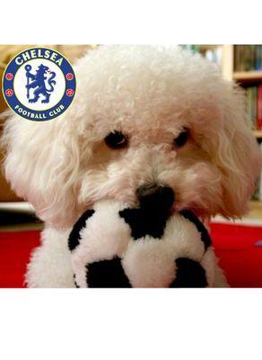 プレミア chelsea 誰でもフォローお願いします 他サポ歓迎 アカウント凍結します。