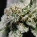 THCa enthusiast and connoisseur content creator