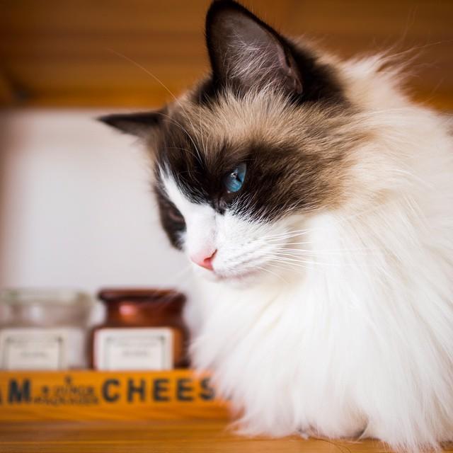 mouzhai's profile picture. 猫|Car|热敏|少按快门|Sony|管人和不管人|🚲|💊|Steam/flickr/PSN|盒盒姐找不到了 @FretiaX