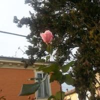 luigi rossi (@lurolu2) 's Twitter Profile
