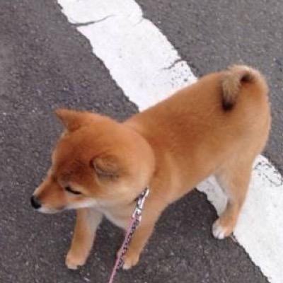 クイズを定期的にやります！ジャンル偏りあるかもしれません。フォローは相互ですが、こっちからはしません！ １０問正解したらなんかするかも？＊A.M.I＊ 1問