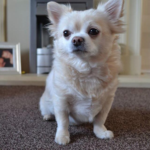 Chiwawa Chiwawauk Twitter