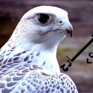 ‏صقر البداوة طير سنجار