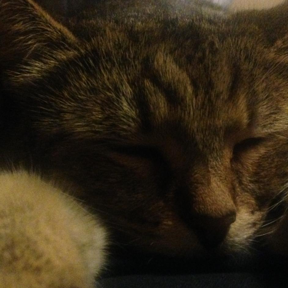 plandbear's profile picture. I was planned, here I am.