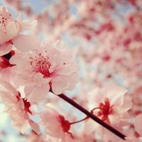 강긍정 (@cherryblossomj2) 's Twitter Profile