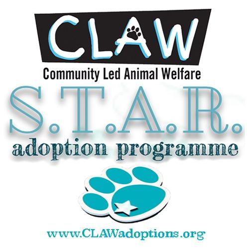 Rescuing, Rehabilitating & Rehoming Township Pets