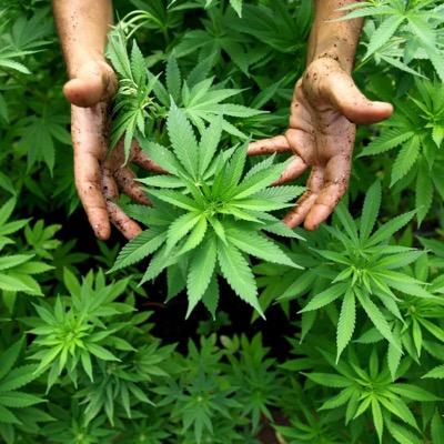 Imaginas un sitio donde poder estar jugando a la play, viendo un partido o tomandote algo con tus amigos y a la vez disfrutar del CANNABIS?GRATIS!HAZTE SOCIO YA